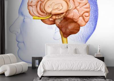 3d rendering medical illustration of male brain  anatomy Wall mural