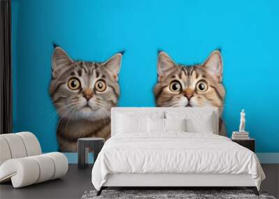 Cat two animal kitten happy Wall mural