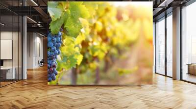 Black grape on vineyards background, winery at sunset, panoramic view banner, Generative AI  Wall mural