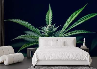 Cannabis plant with green leaves isolated with white highlights, png Wall mural