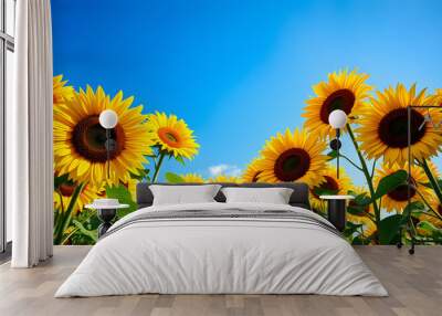 Full view of sunflowers under a clear blue sky isolated with white highlights, png Wall mural