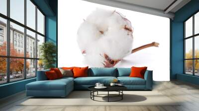 Beautiful cotton flower on white background Wall mural