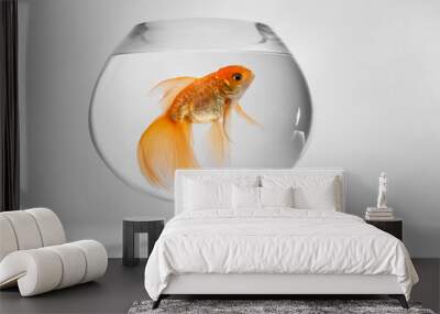 Beautiful gold fish in bowl on light background Wall mural