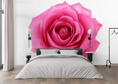 Beautiful pink rose on white background Wall mural