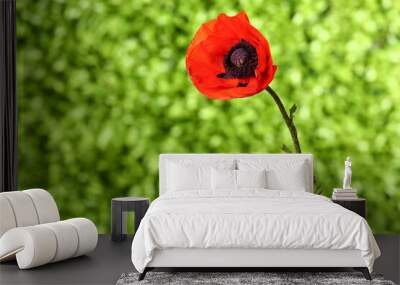 Beautiful poppy flower outdoors, closeup Wall mural