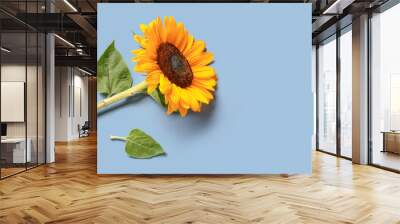 Beautiful sunflower on blue background Wall mural