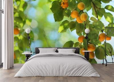 Branch with ripe apricots on summer day Wall mural