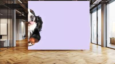 Cute Bernese mountain dog lying on lilac background with space for text Wall mural