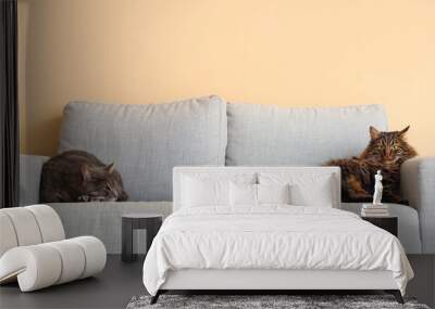 Cute cats lying on grey sofa at home Wall mural