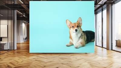 Cute corgi dog on color background Wall mural