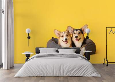 Cute corgi dogs with pet bed on color background Wall mural