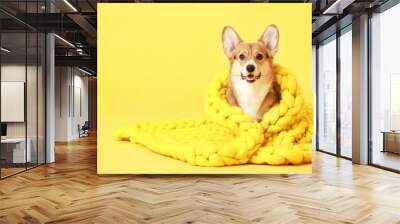 Cute dog with warm blanket on color background Wall mural