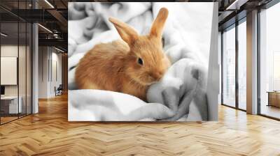 Cute fluffy bunny on windowsill at home Wall mural