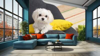 Cute Maltese dog in armchair at home Wall mural