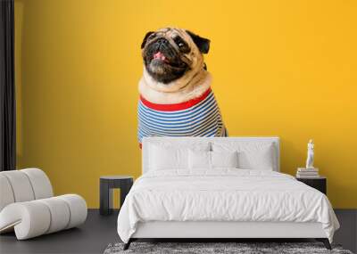 Cute pug dog in t-shirt on color background Wall mural