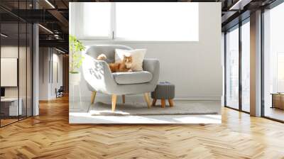 Cute red cat lying on grey armchair in living room Wall mural