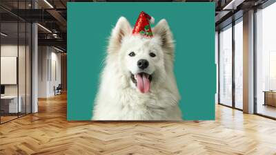 Cute Samoyed dog in Santa hat on color background Wall mural