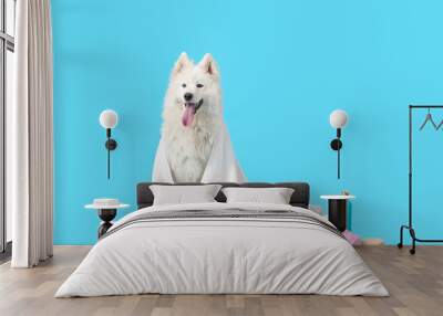 Cute Samoyed dog with towel and shampoo on color background Wall mural