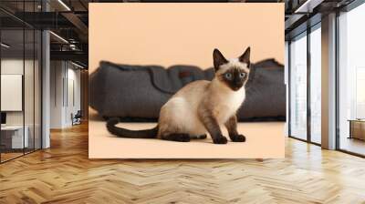 Cute Thai cat and pet bed on color background Wall mural