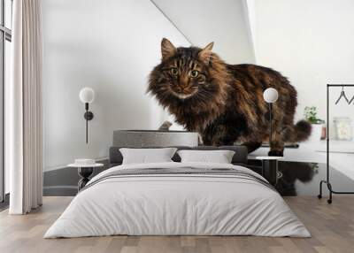 Fluffy cat near cooking pot on stove in kitchen Wall mural