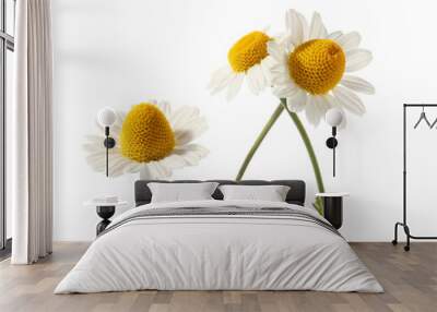 Fresh chamomile flowers on white background Wall mural