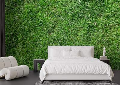 Fresh green grass on lawn Wall mural