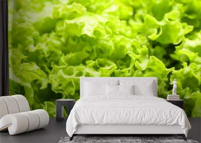 Fresh green lettuce leaves, closeup Wall mural