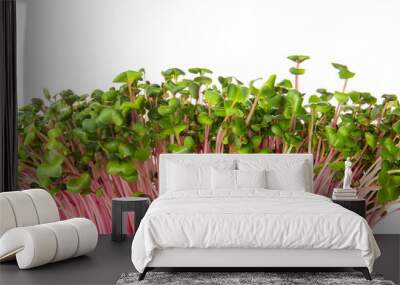 Fresh micro green on white background, closeup Wall mural