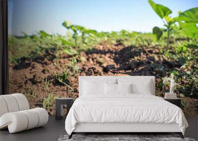 Fresh potatoes in field on sunny day Wall mural