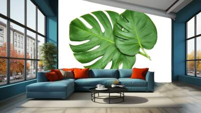 Fresh tropical monstera leaves on white background Wall mural