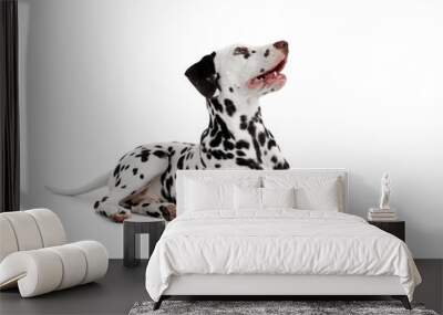 Funny Dalmatian dog lying on white background Wall mural