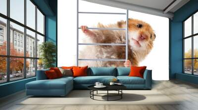 Funny hamster with ladder on white background Wall mural