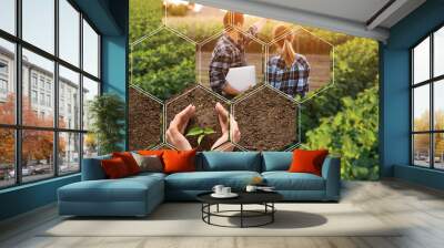 Green beetroot field on sunny day Wall mural