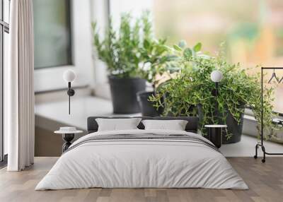 Pots with fresh aromatic herbs on windowsill Wall mural