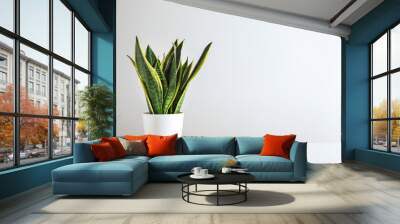 Sansevieria plant in pot on white table Wall mural