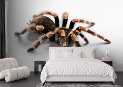 Scary tarantula spider on white background Wall mural