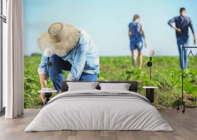 Senior male farmer gathering harvest in field Wall mural