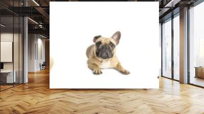 Set of cute French bulldog on white background Wall mural