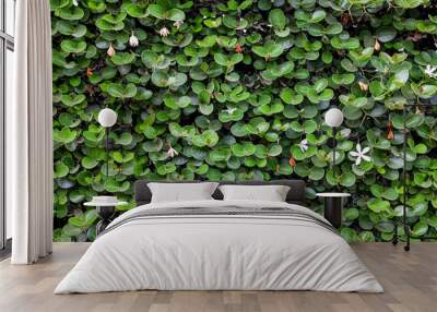 Shrub with green leaves and white flowers outdoors, closeup Wall mural