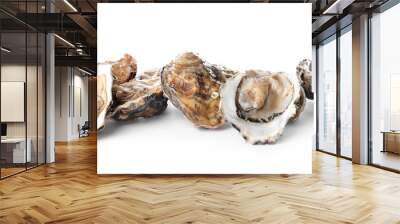 Tasty oysters on white background Wall mural