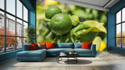 Tree with green lemons outdoors, closeup Wall mural