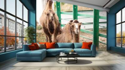 Two-humped camels in zoological garden Wall mural