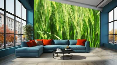 Wheat spikelets in field on sunny day, closeup Wall mural