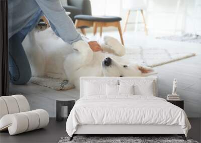 Woman giving first aid to her white dog at home Wall mural