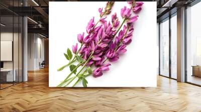 Astragalus flowers on a white background  Wall mural