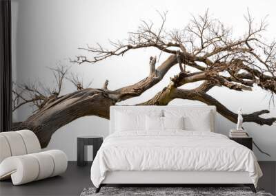 Dead tree isolated on white background, Dead branches of a tree.Dry tree branch Wall mural