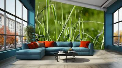 Green Gras in the summer Wall mural