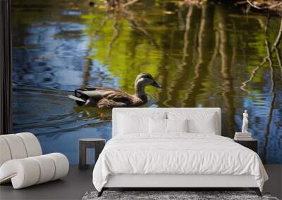 A lone duck swimming in a colorful pond reflection Wall mural