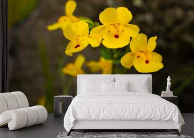 Wild Yellow Monkeyflowers Wall mural