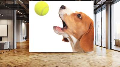 Beagle catches ball isolated on white background Wall mural